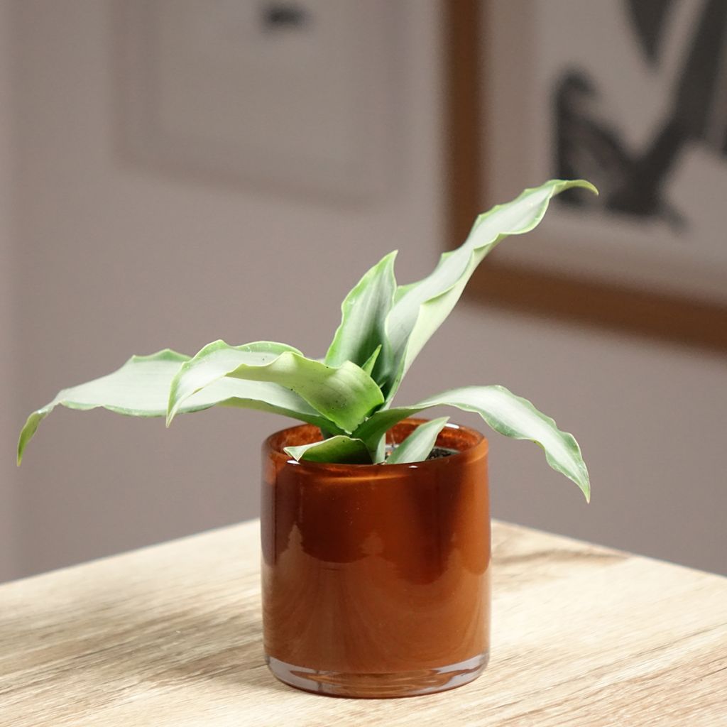 Murdannia Bright Star - Murdannia