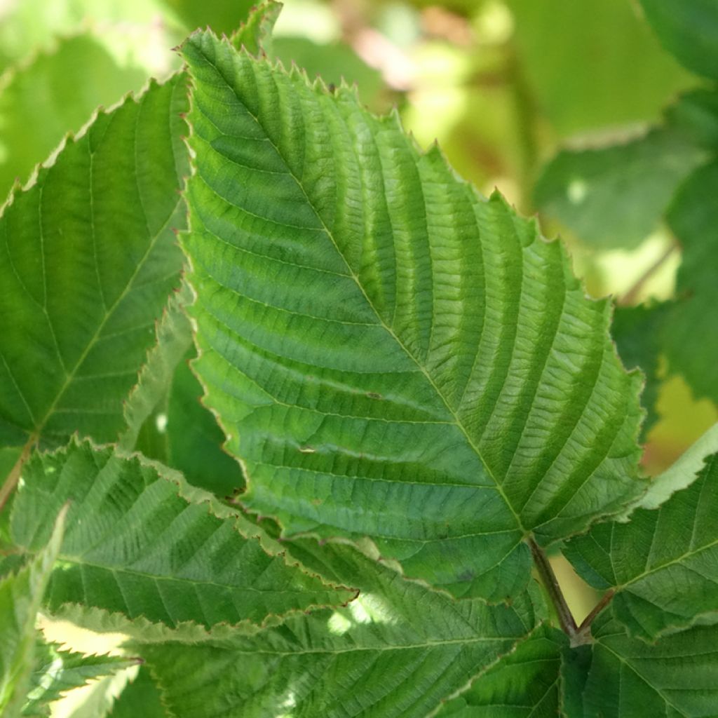 Doornloze braam Navaho The Big Easy