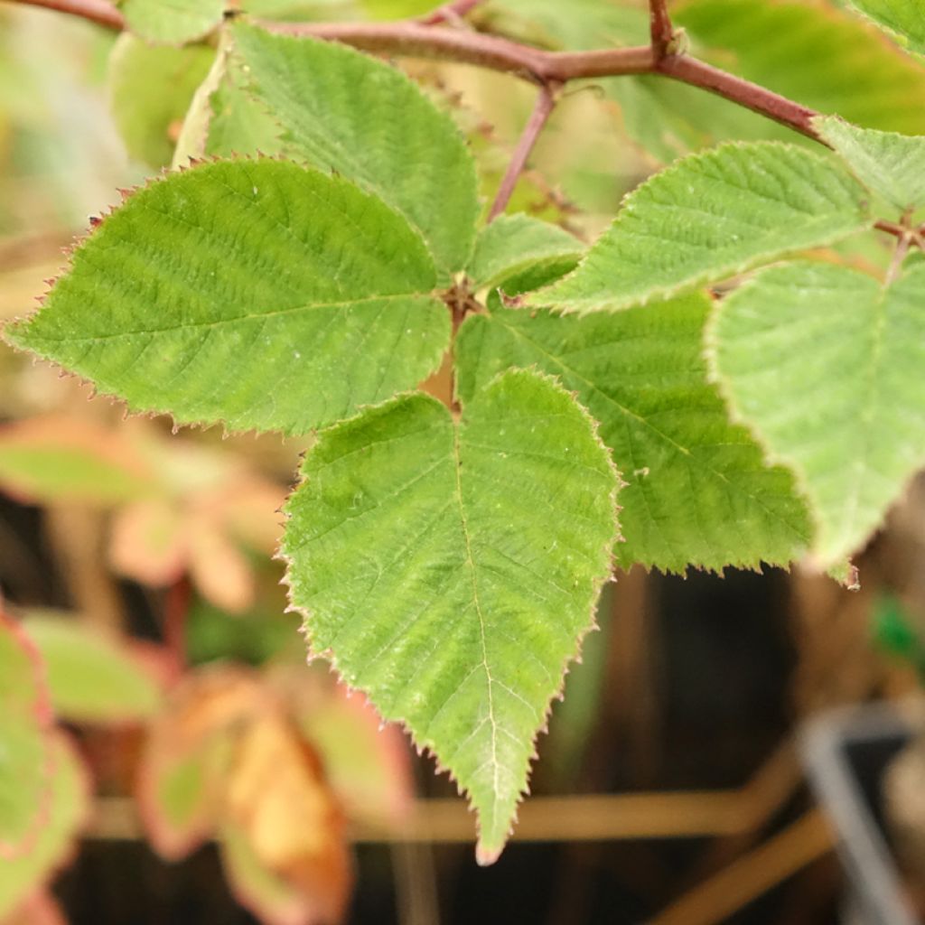 Doornloze braam Oregon Thornless