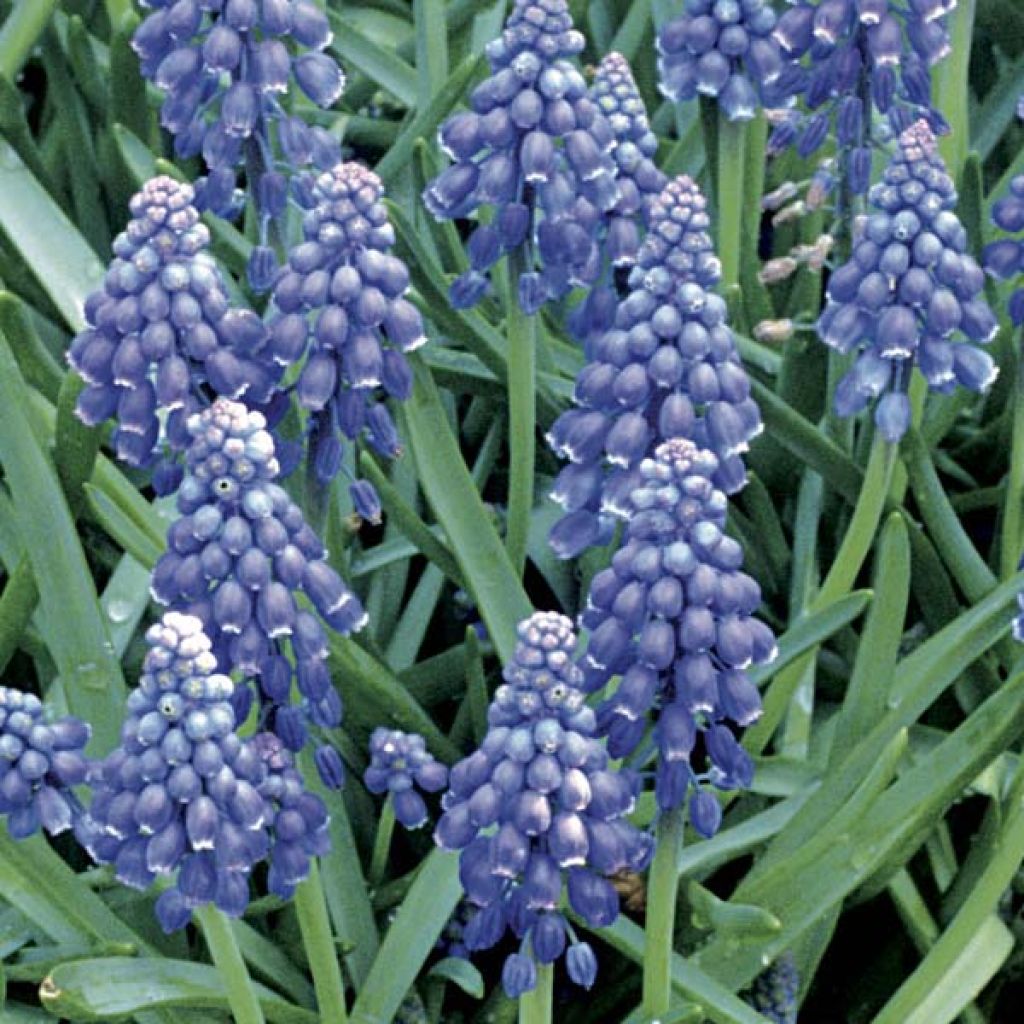 Muscari armeniacum - Blauwe druifjes