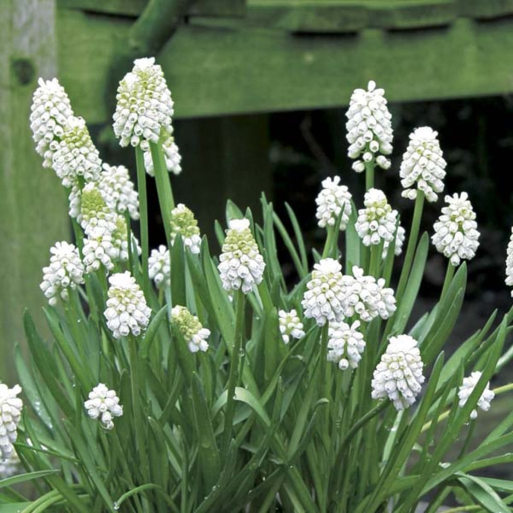 Muscari aucheri White Magic - Blauwe druifjes