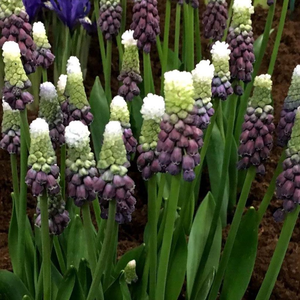 Muscari Grape Ice - Blauwe druifjes