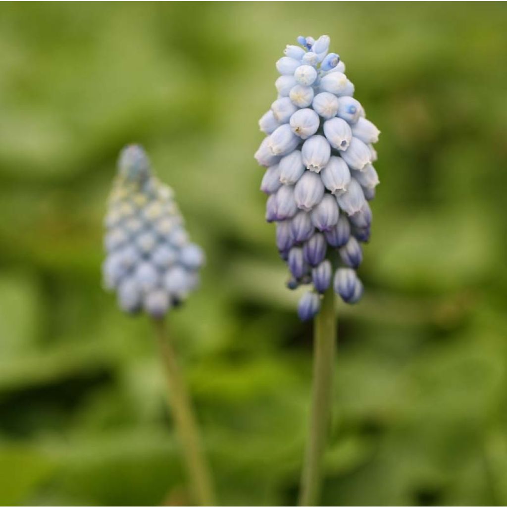 Muscari armeniacum Valerie Finnis - Blauwe druifjes