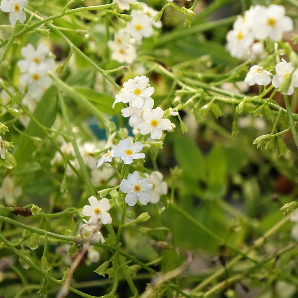 Myosotis scorpioides Alba - Moerasvergeet-mij-nietje