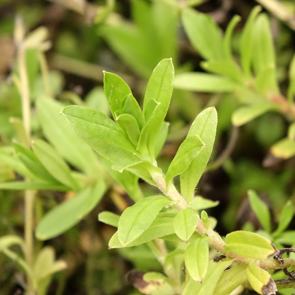 Myosotis scorpioides - Moerasvergeet-mij-nietje