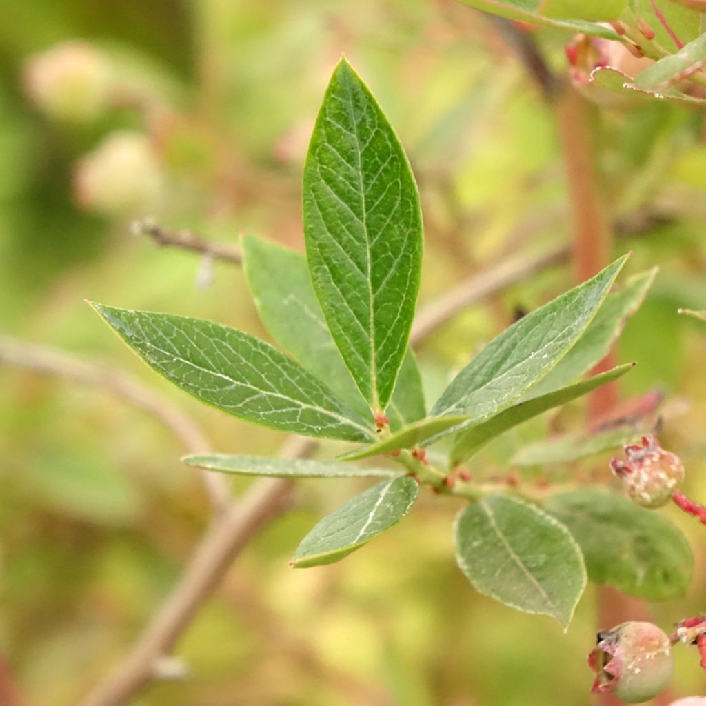 Blauwe bes Blue Pearl