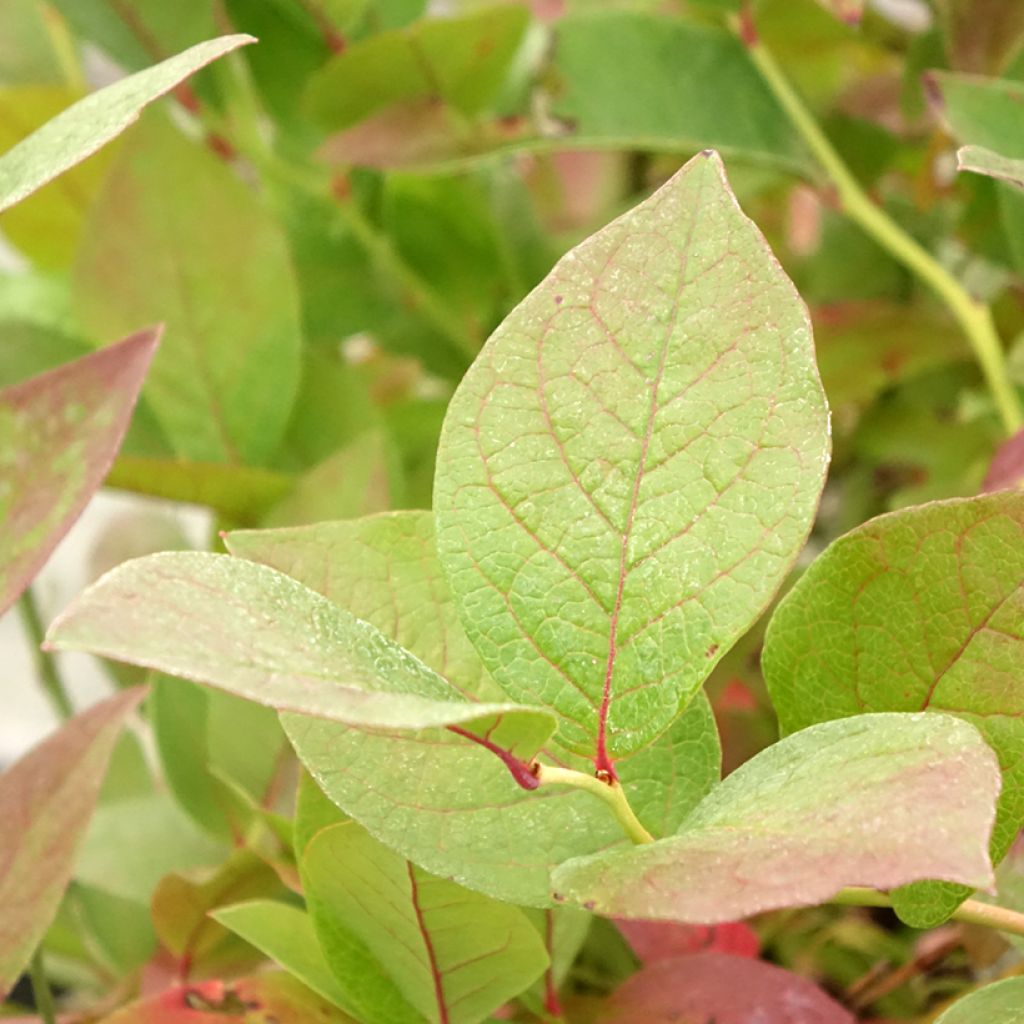 Blauwe bes Pink Bonbons