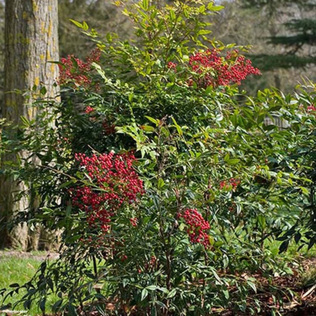 Nandina domestica - Hemelse bamboe