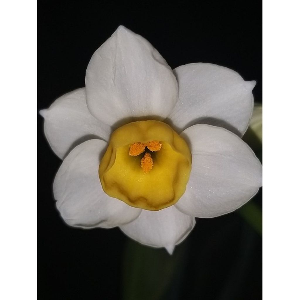 Narcissus Avalanche - Tazetta-narcis