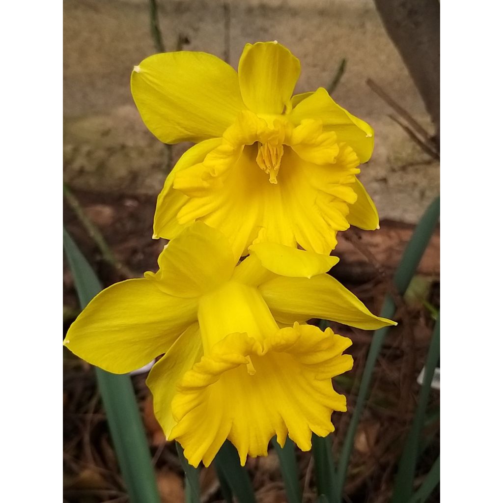 Narcissus Dutch Master - Grootkronige narcis