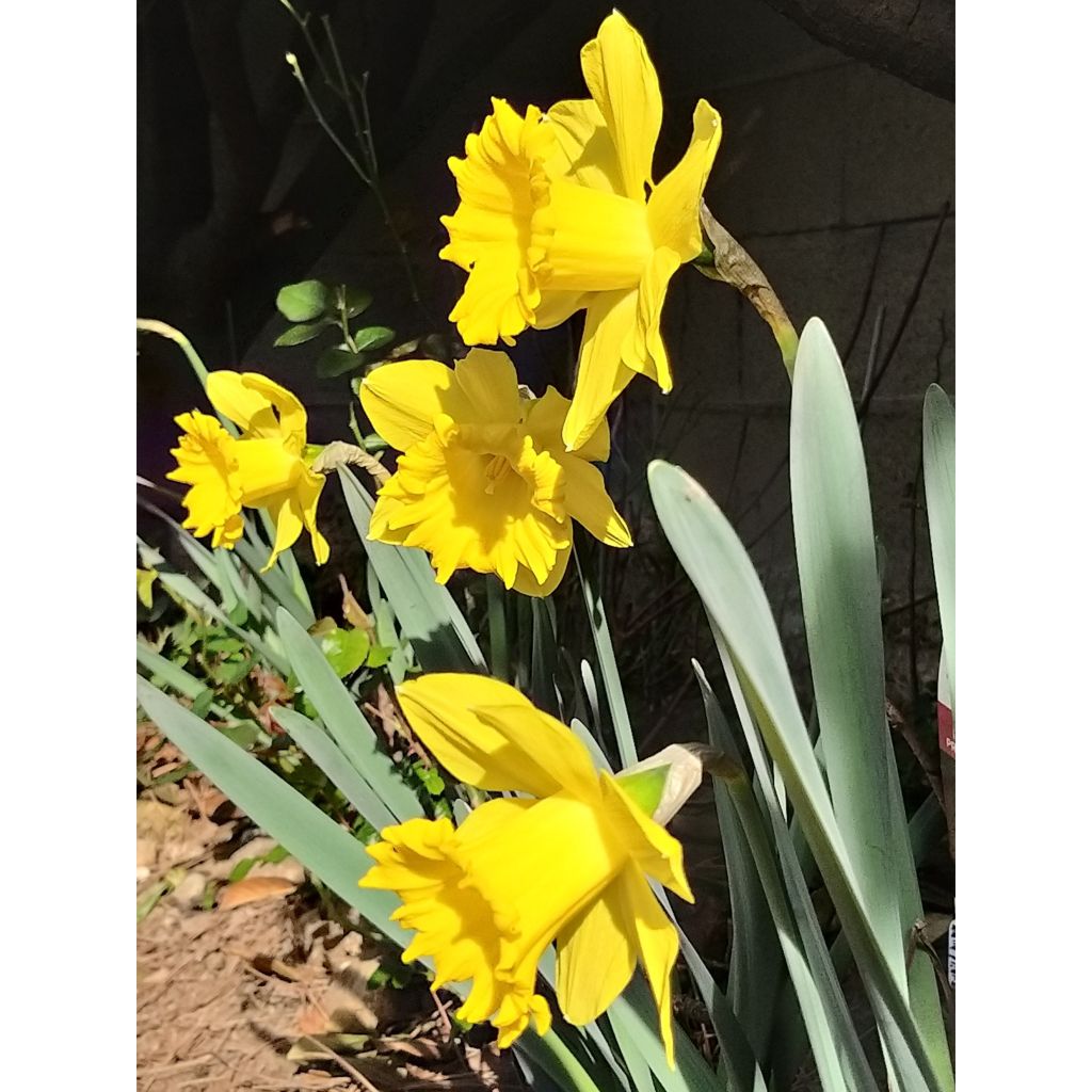 Narcissus Dutch Master - Grootkronige narcis