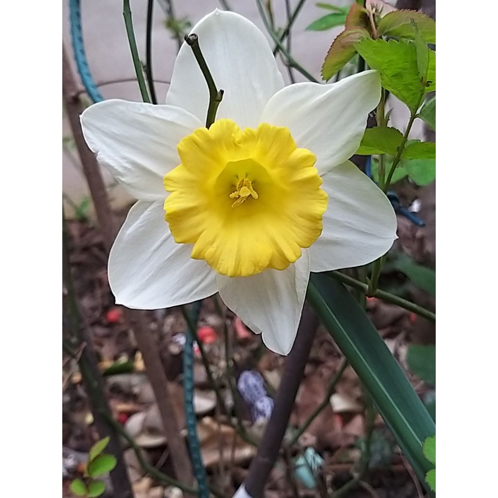 Narcissus Foresight - Trompetnarcis