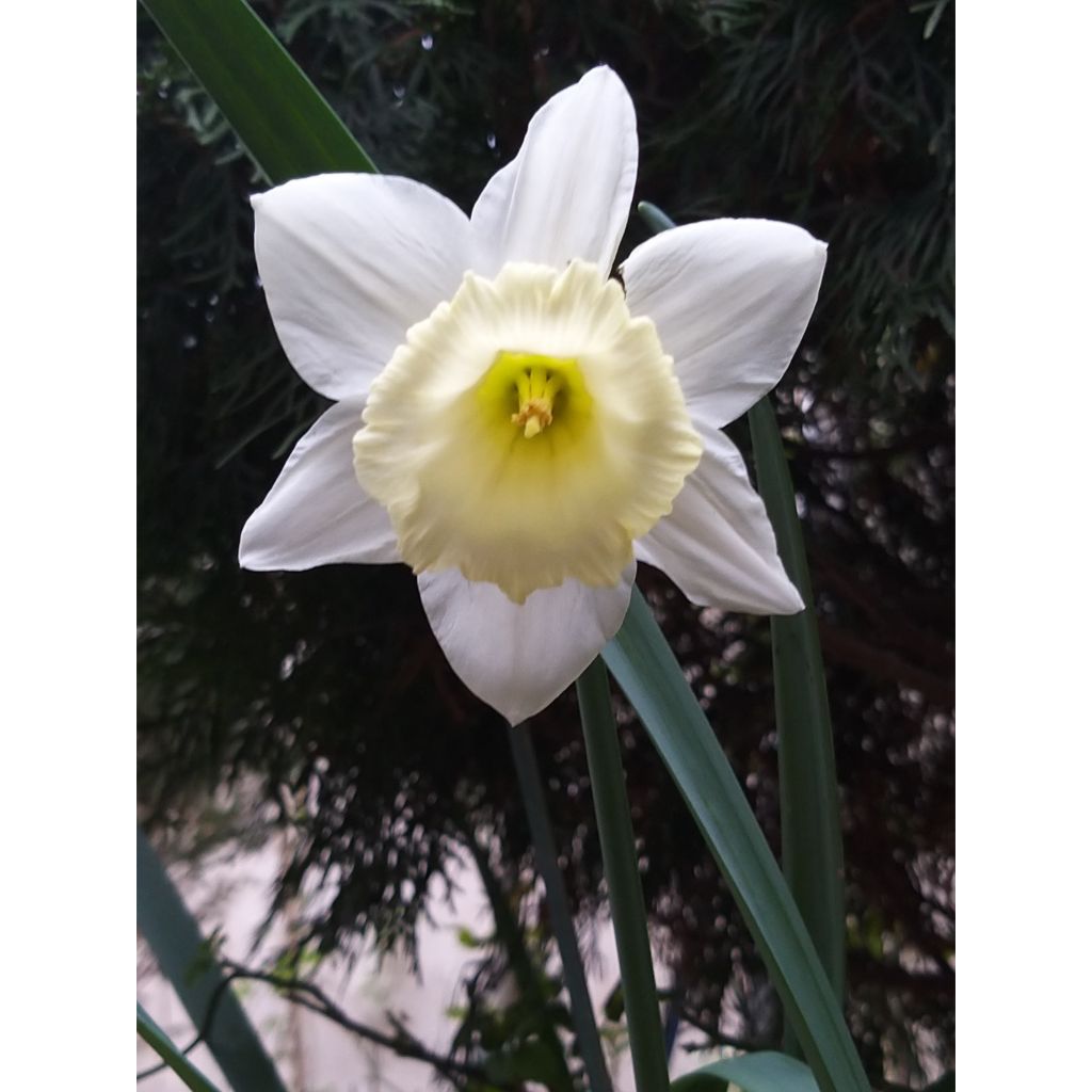 Narcissus Foresight - Trompetnarcis