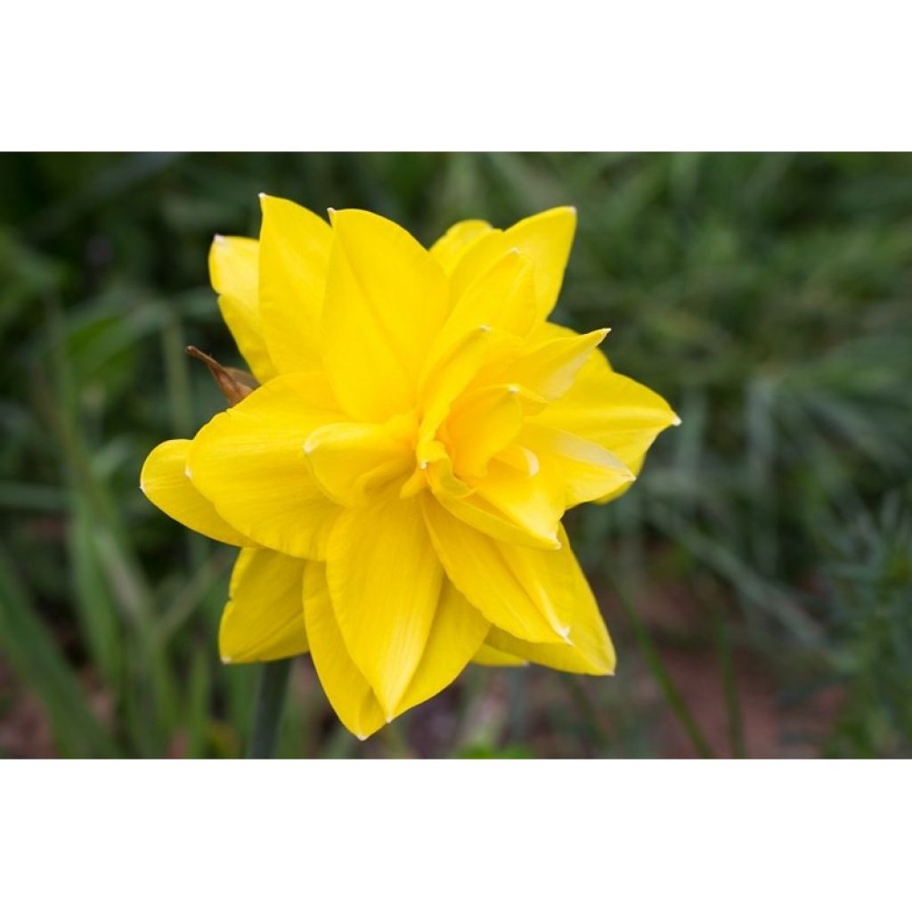Narcis Golden Ducat - Dubbele narcis