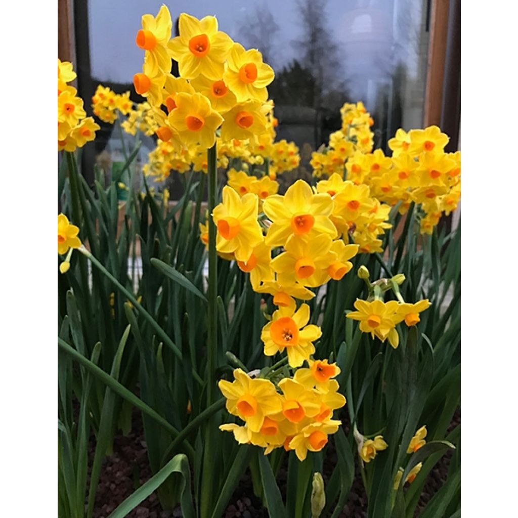 Narcissus Grand Soleil d Or - Tazetta-narcis
