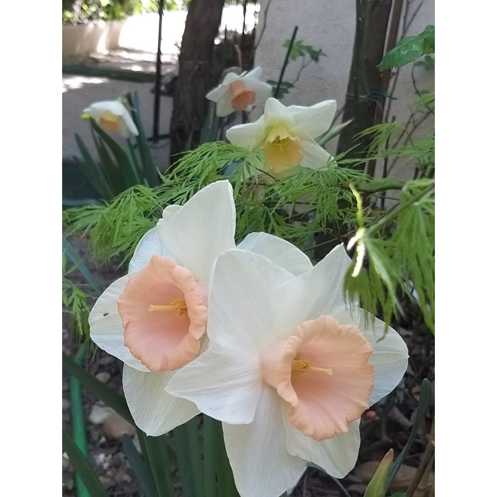 Narcissus Louise de Coligny - Grootkronige narcis