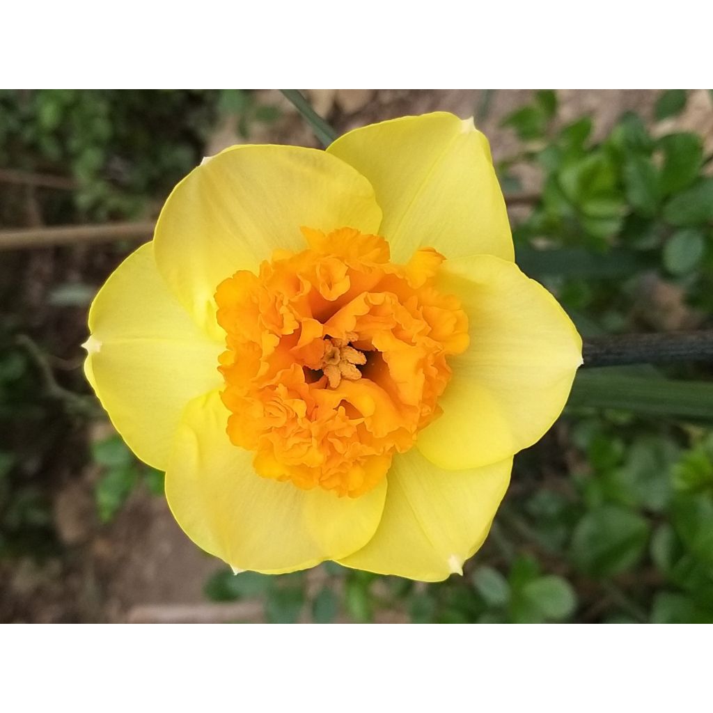 Narcissus Modern Art - Grootkronige narcis