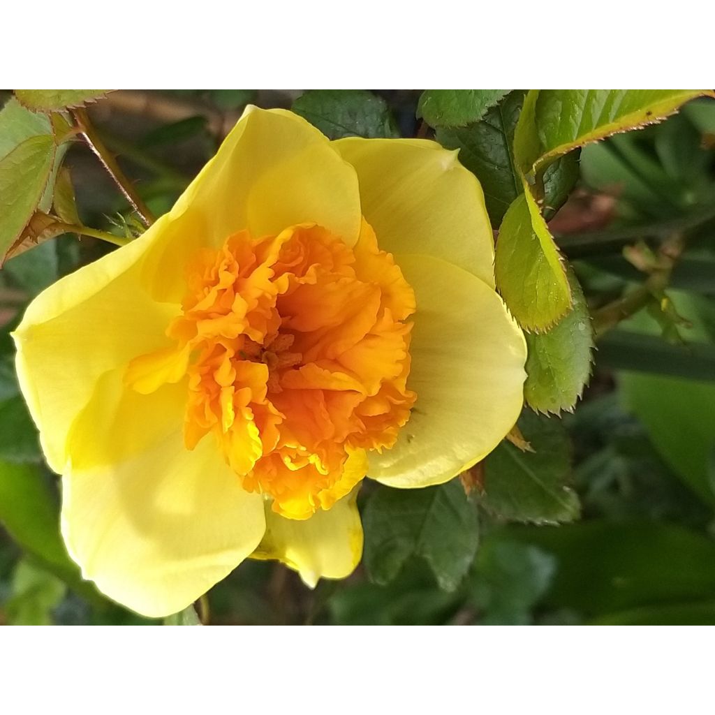 Narcissus Modern Art - Grootkronige narcis