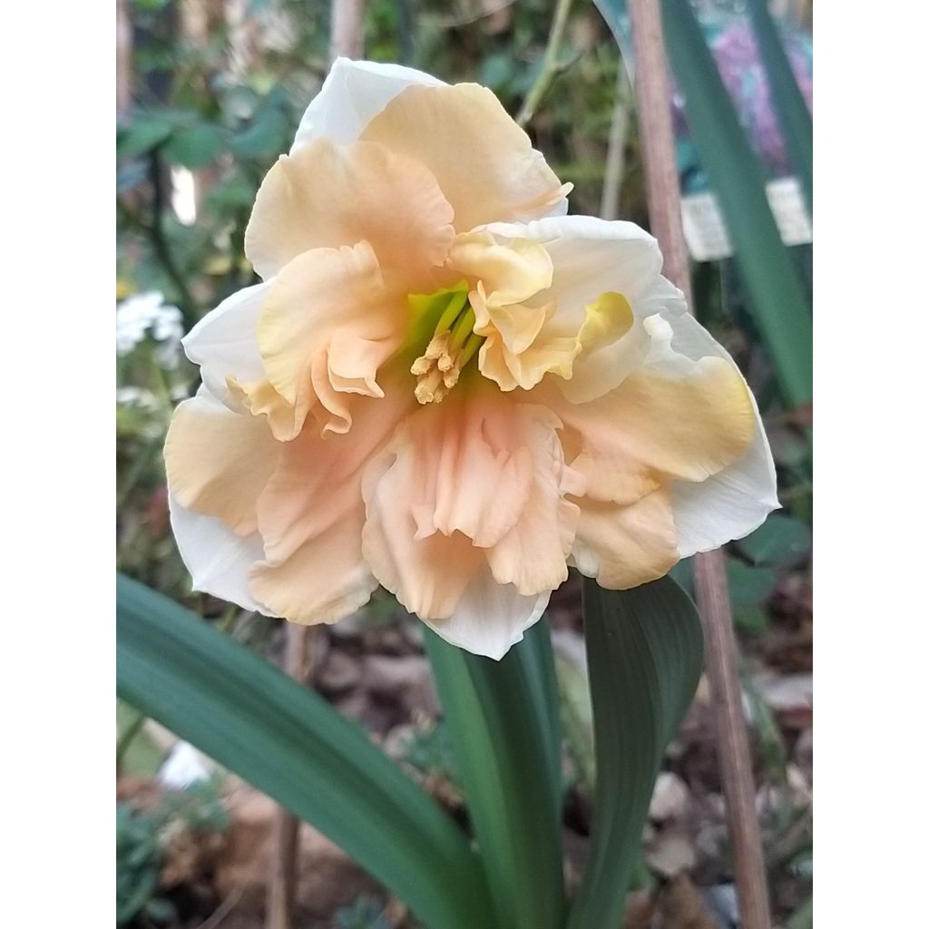 Narcissus Apricot Whirl - Spleetkronige narcis