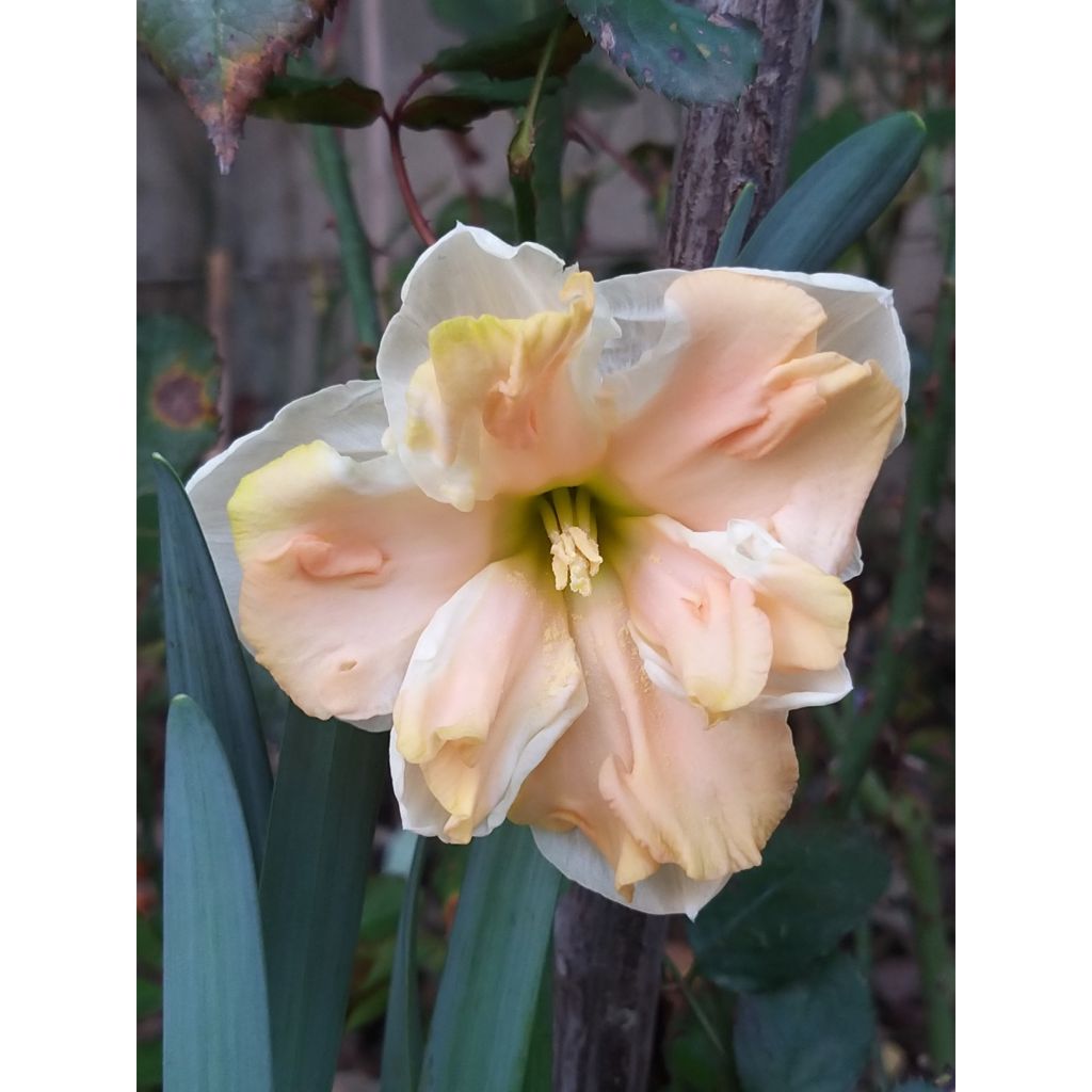 Narcissus Apricot Whirl - Spleetkronige narcis
