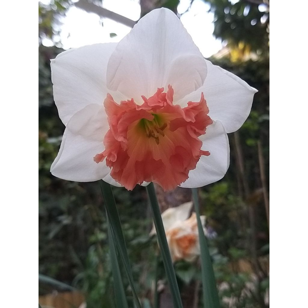 Narcissus Precocious - Grootkronige narcis
