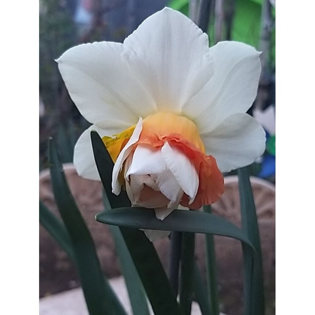 Narcissus Replete - Dubbele narcis