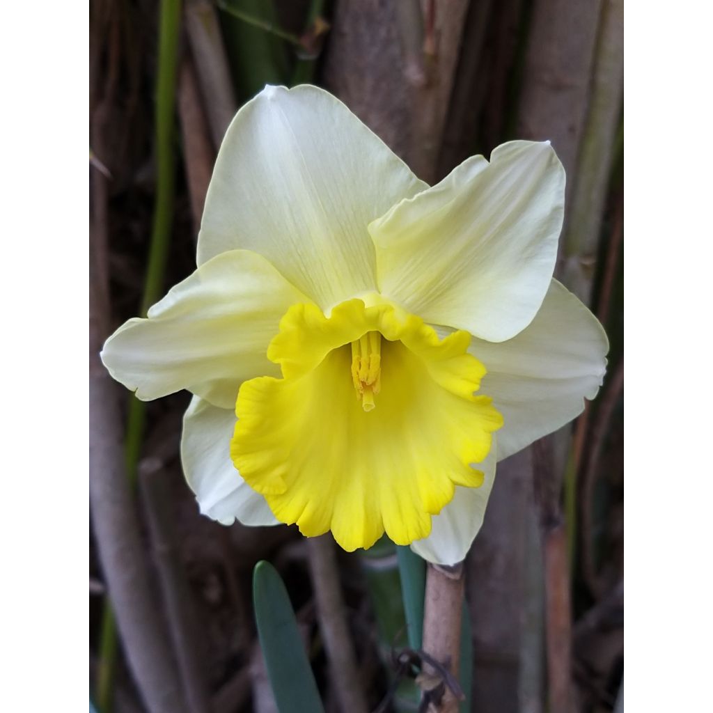 Narcissus Spellbinder - Trompetnarcis