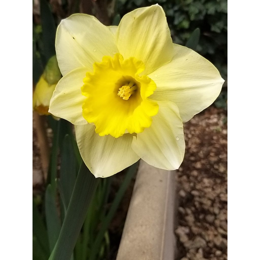 Narcissus Spellbinder - Trompetnarcis