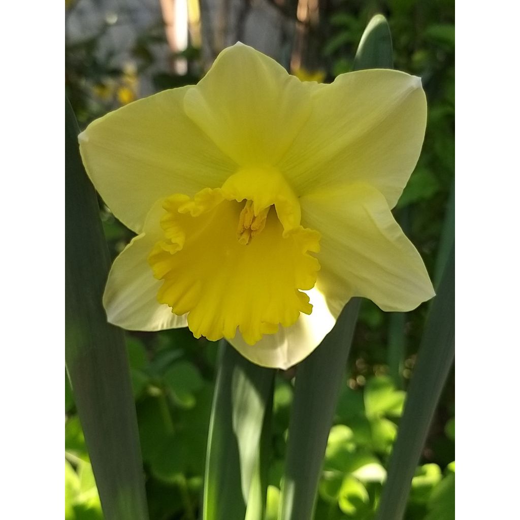 Narcissus Spellbinder - Trompetnarcis