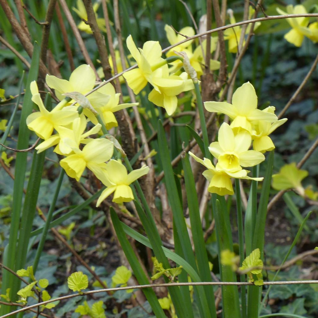 Narcissus Stint - Triandrus-narcis