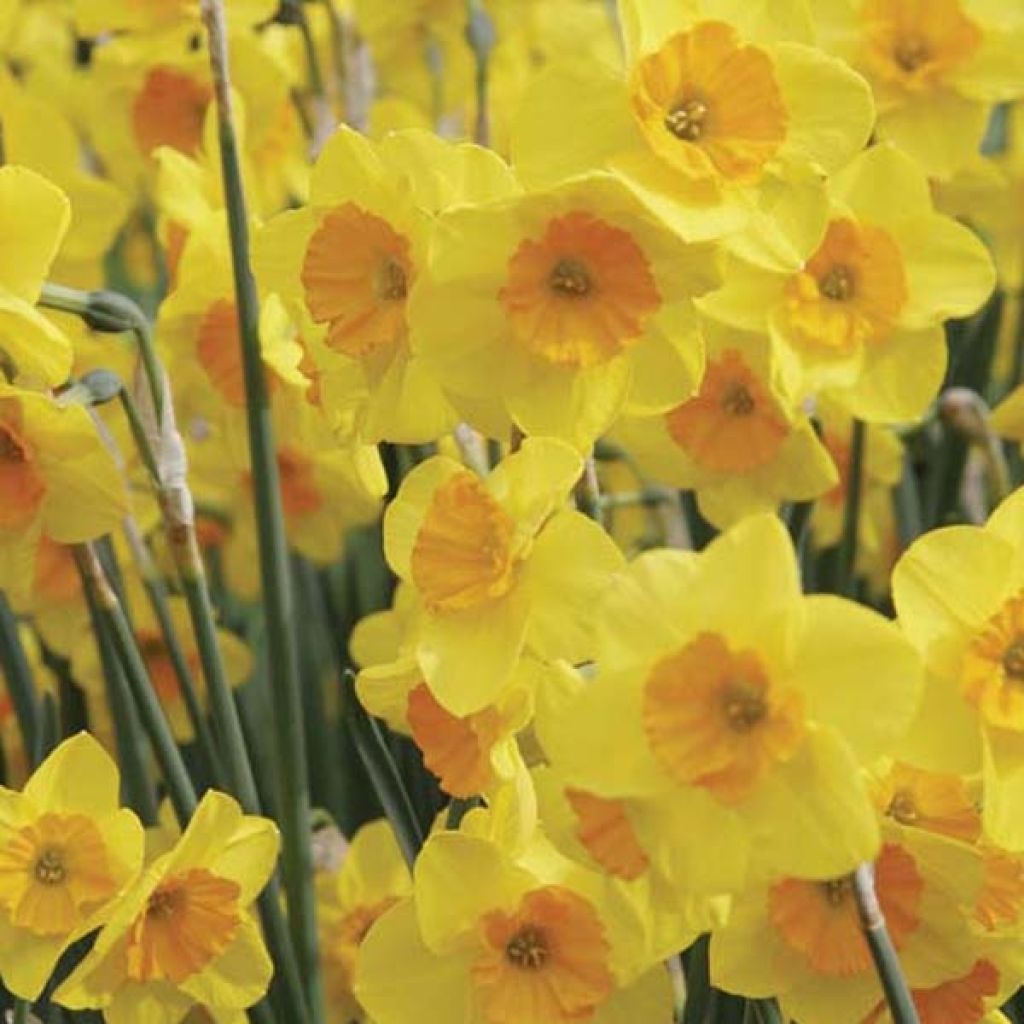 Narcissus jonquilla Suzy - Jonquilla narcis