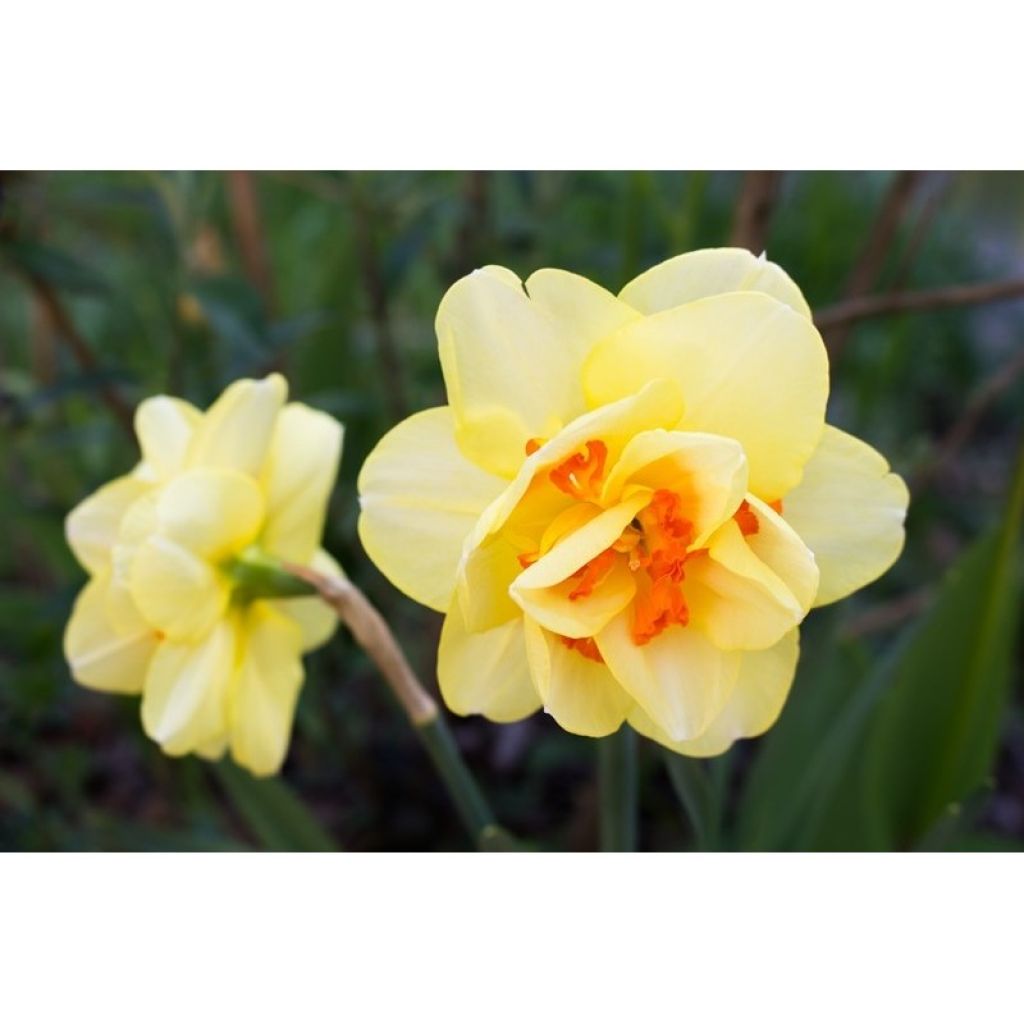 Narcissus Tahiti - dubbele narcis