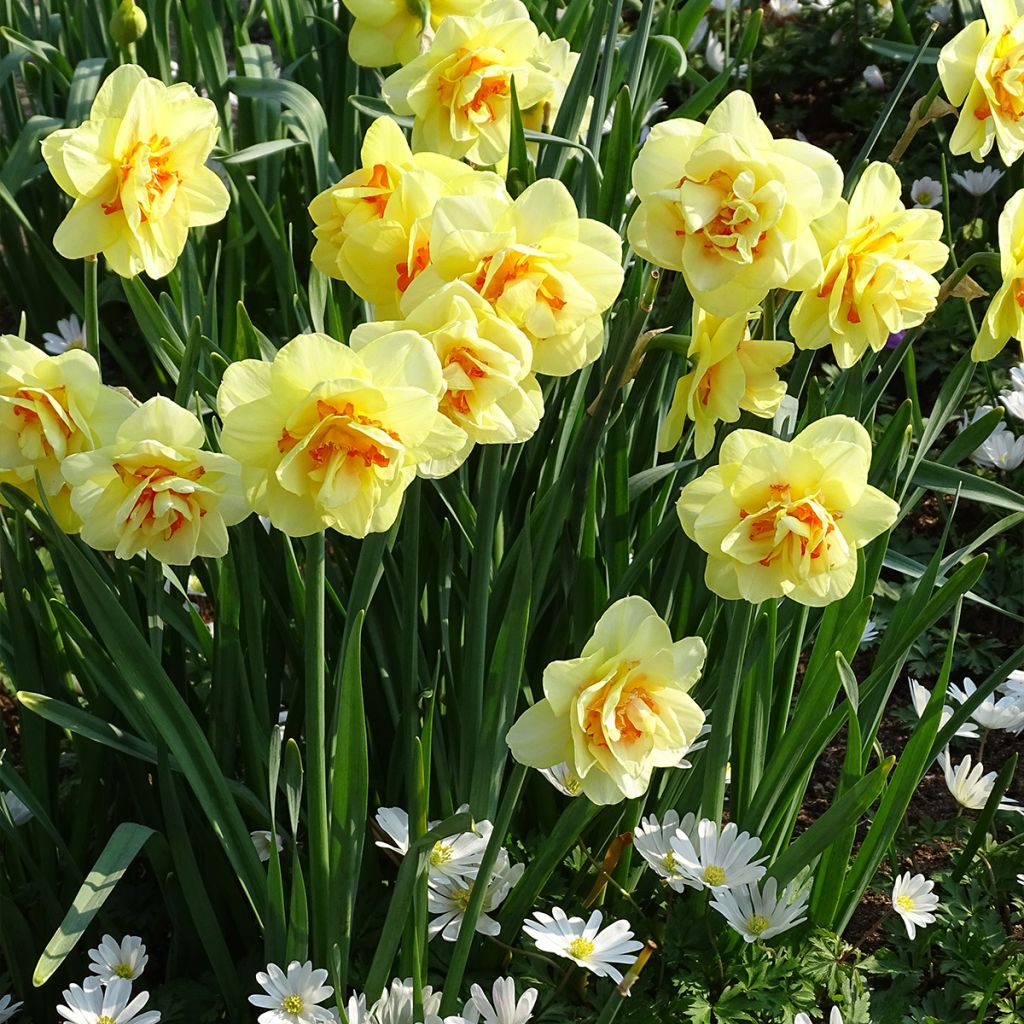 Narcissus Tahiti - dubbele narcis