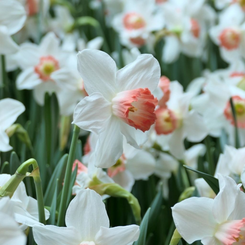 Narcissus Pink Charm - Grootkronige narcis