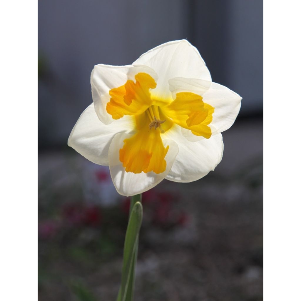 Narcissus Tricollet - Spleetkronige narcis
