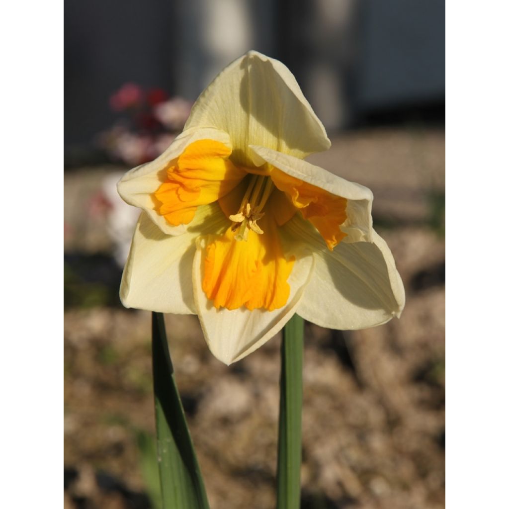 Narcissus Tricollet - Spleetkronige narcis