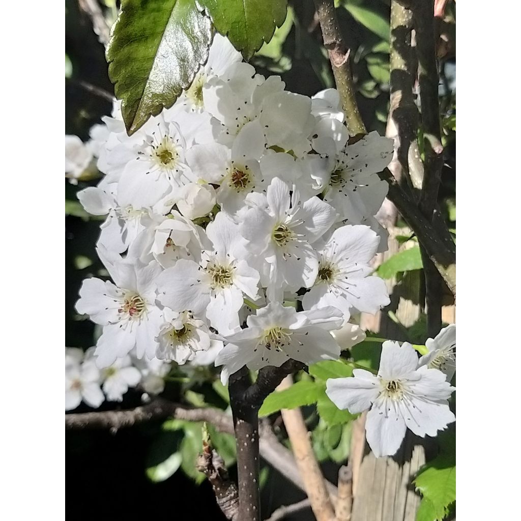 Nashipeer Hosui BIO - Pyrus pyrifolia