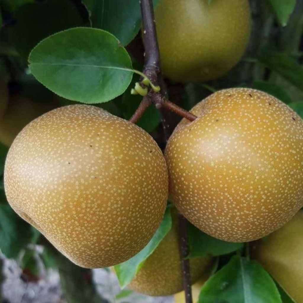 Nashipeer Nijisseiki - Pyrus pyrifolia