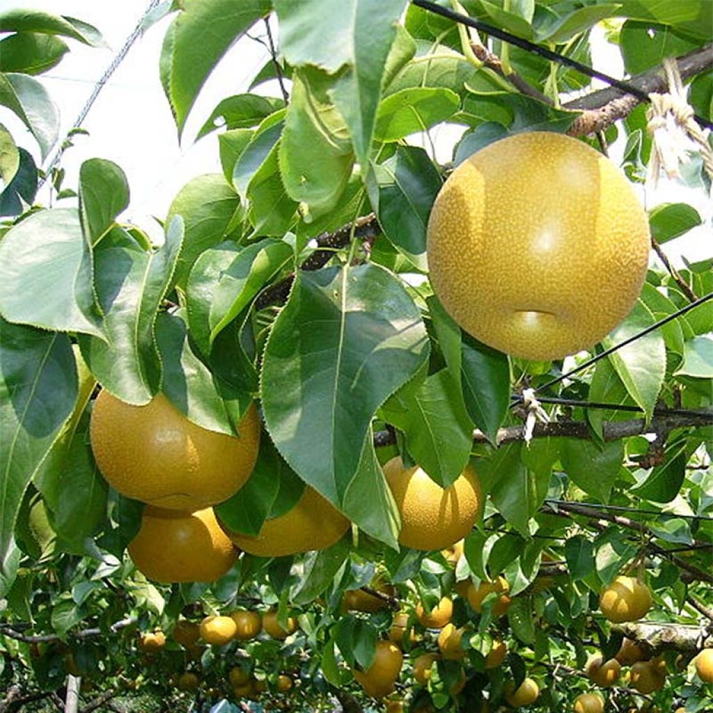 Nashipeer Nijisseiki - Pyrus pyrifolia