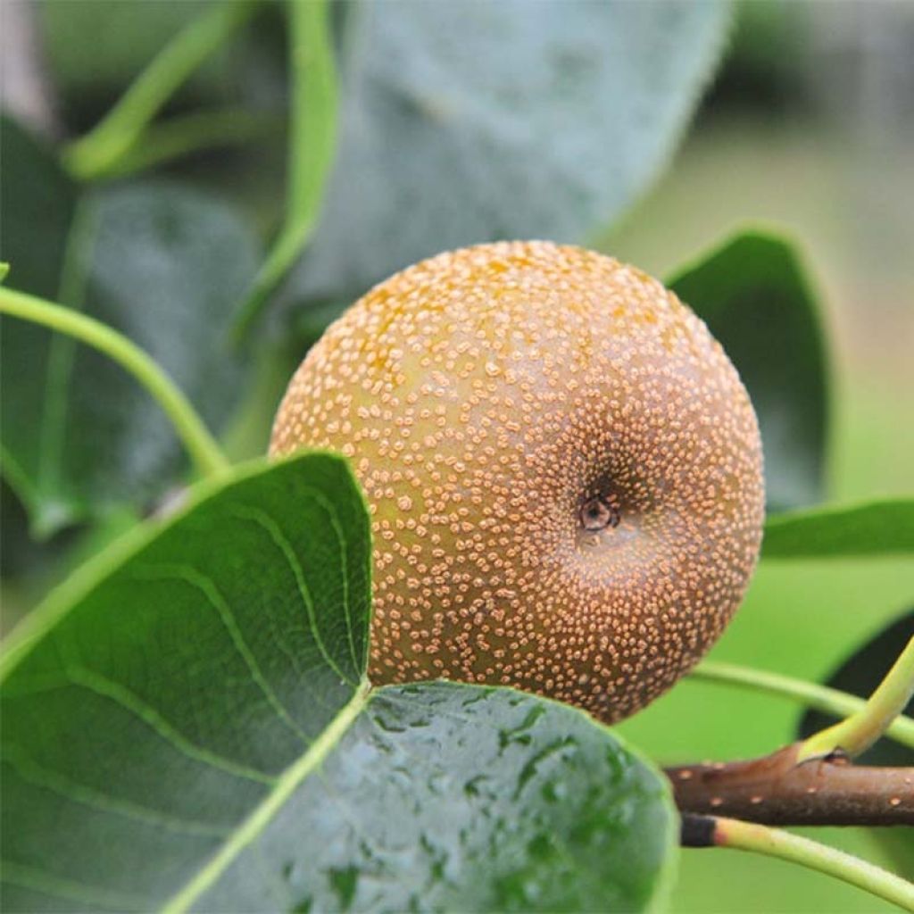 Nashipeer Nijisseiki - Pyrus pyrifolia