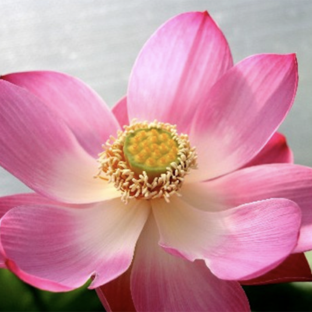 Nelumbo Les Enfants Rouges - Indische lotus