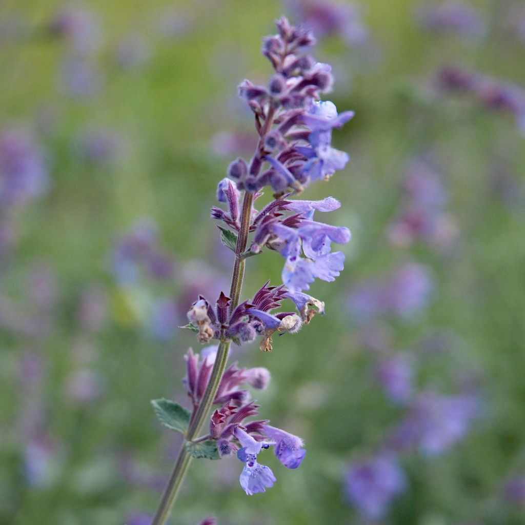 Nepeta faassenii Six Hills Giant - Kattenkruid