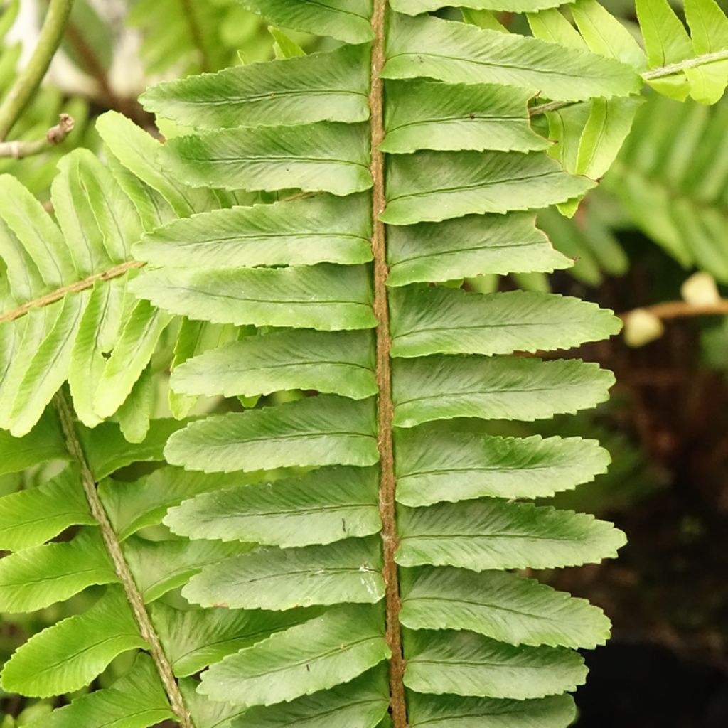 Nephrolepis cordifolia Artic Jungle - Krulvaren