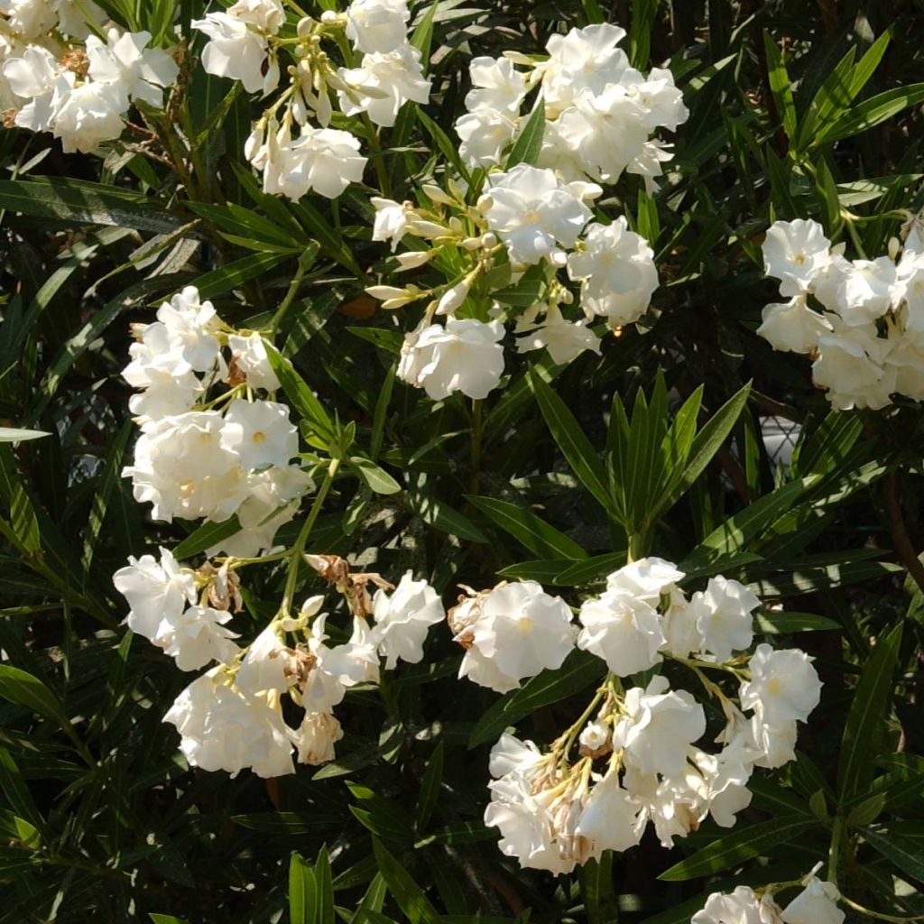 Nerium oleander Wit - Oleander