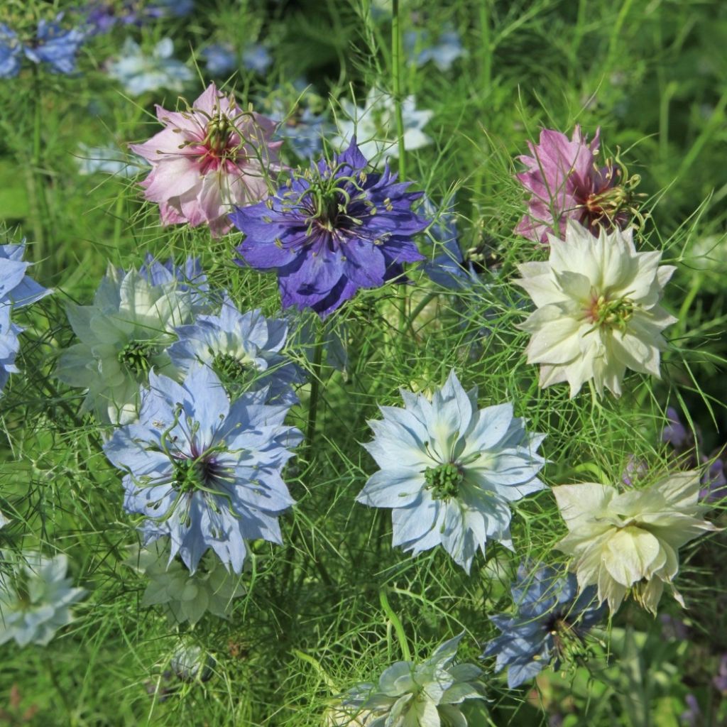 Nigella damascena Persian Jewels Mix (zaad) - Juffertje-in-het-groen