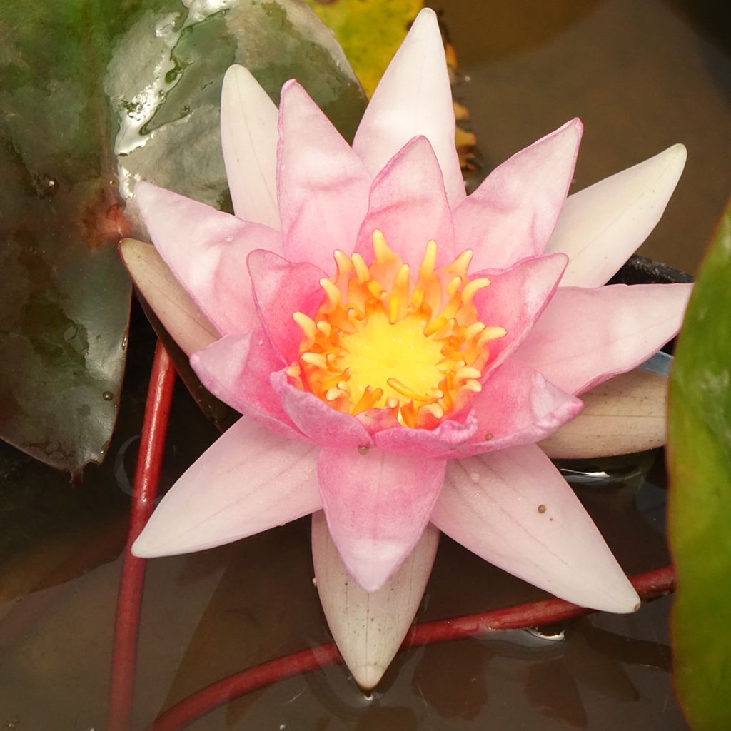 Nymphaea Amabilis - Waterlelie