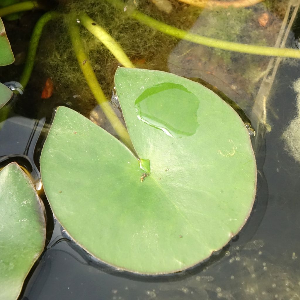 Nymphaea Gladstoniana - Waterlelie