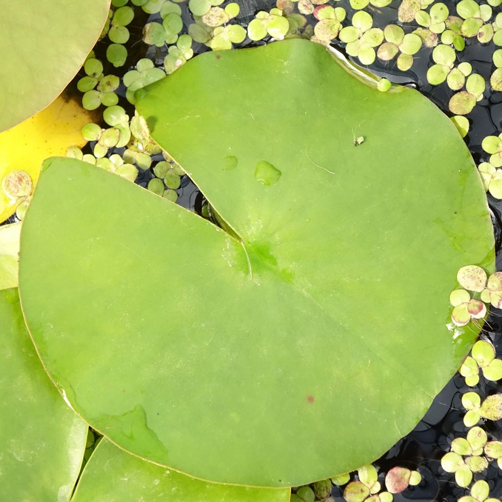 Nymphaea Hollandia - Waterlelie