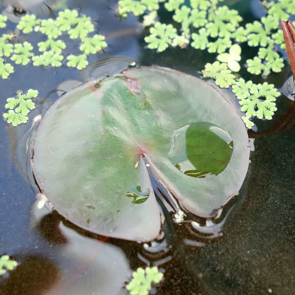 Nymphaea James Brydon - Waterlelie