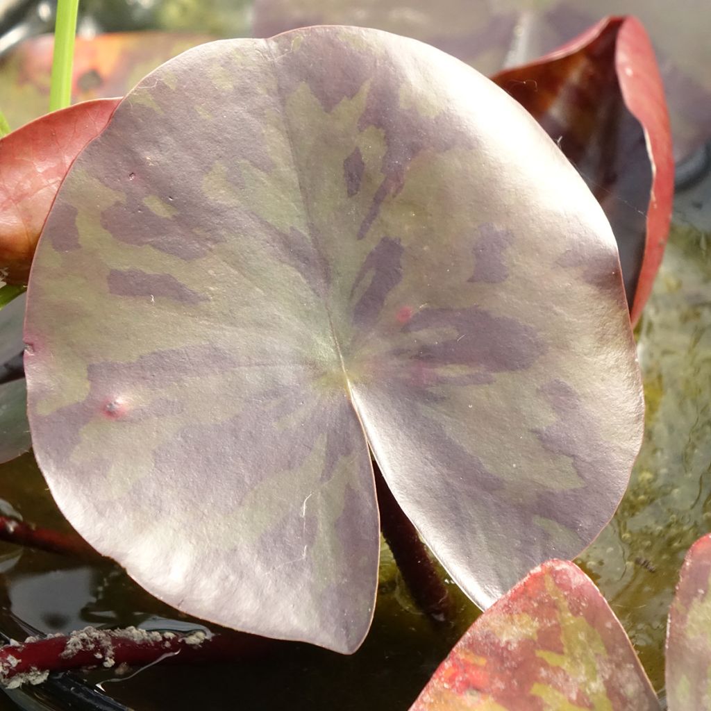 Nymphaea Starbright - Waterlelie